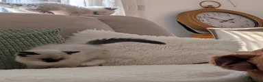 Ragdoll Kitten 4