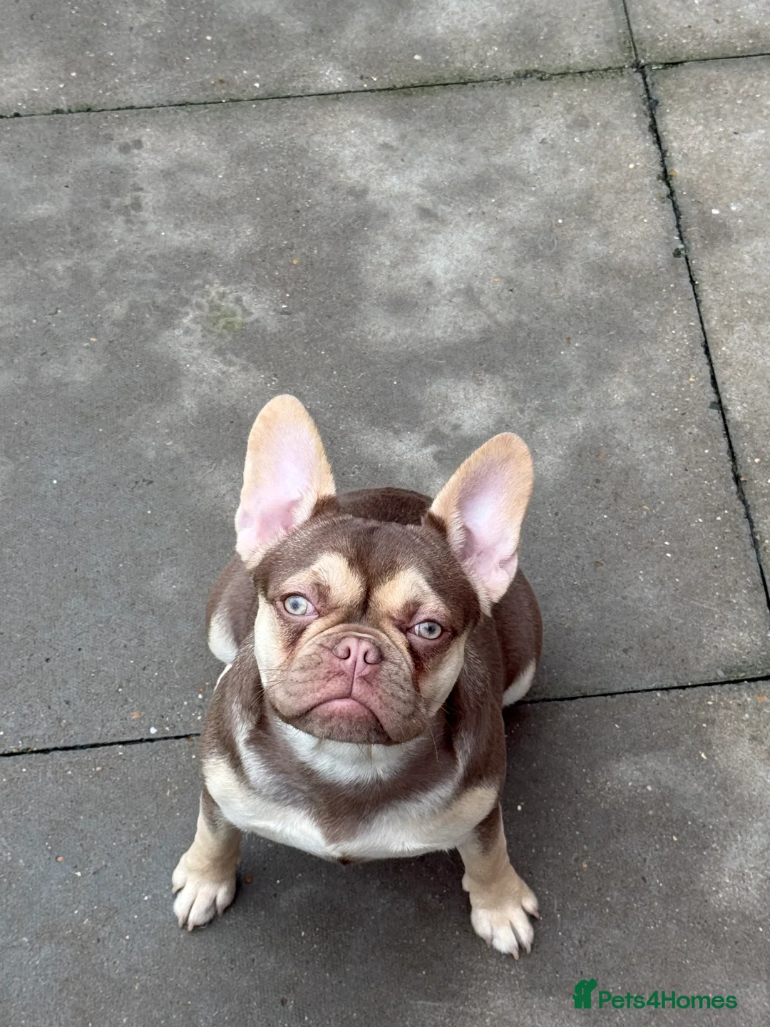 French Bulldog dogs for sale: French bulldog  - Advert 5