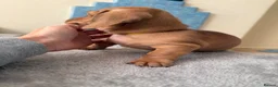 Miniature Dachshund dogs for sale: RED DAPPLE MINIATURE DACHSHUND  - Advert 14