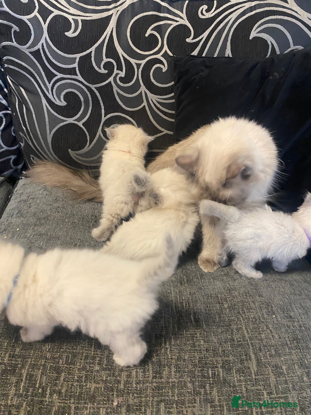 Ragdoll cats for sale: Ragdoll kittens Ready wednesday ❤️ - Image 21