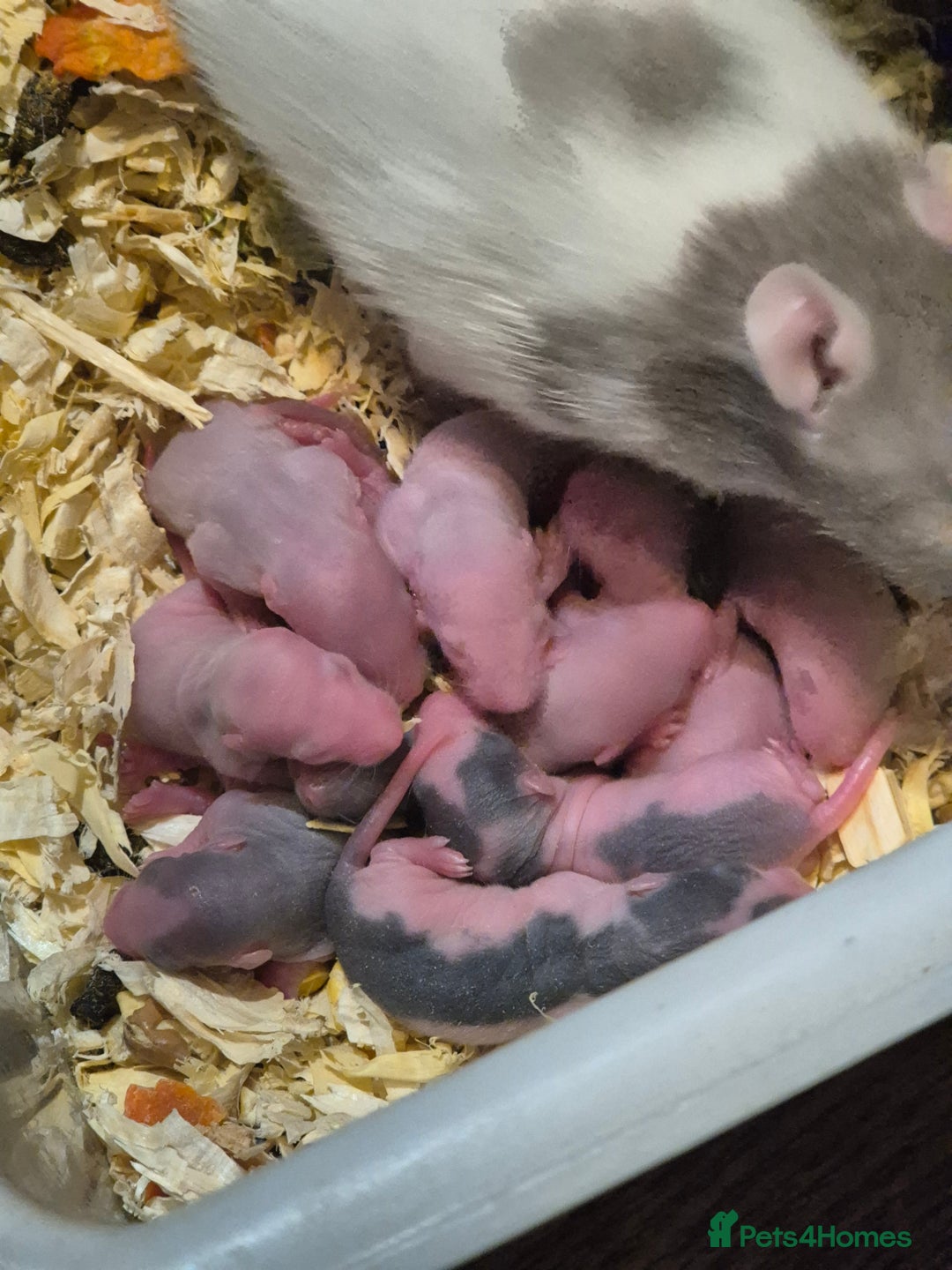 Rat rodents for sale: Beautiful babies for sale  - Advert 6