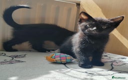 Mixed Breed cats for sale: One black boy ready to go - Image 9