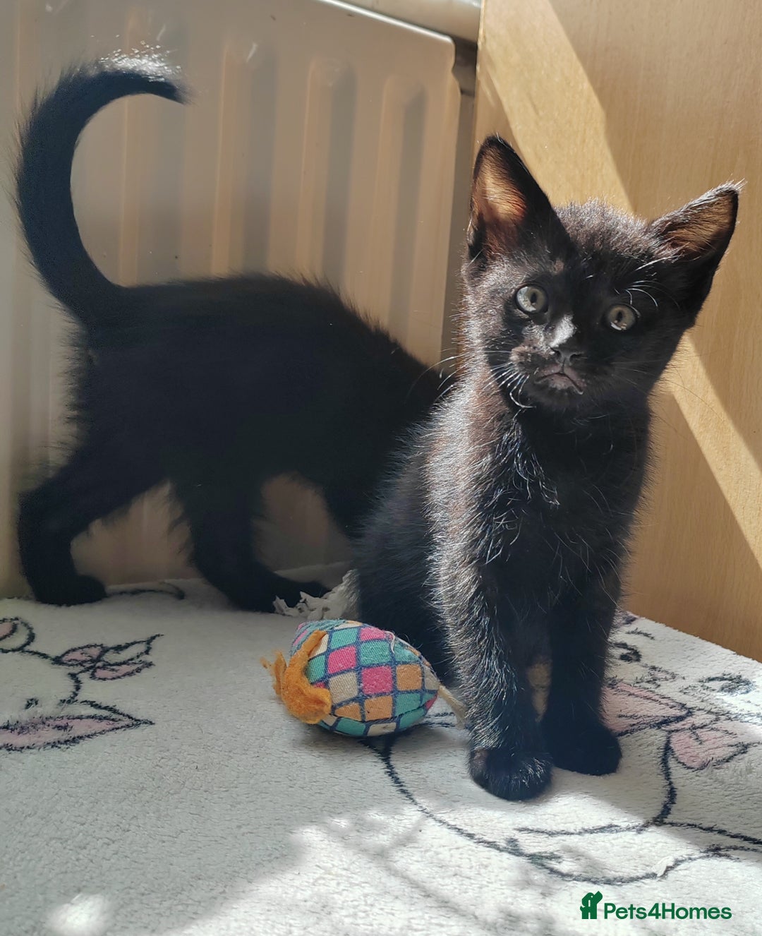 Mixed Breed cats for sale: One black boy ready to go - Image 9
