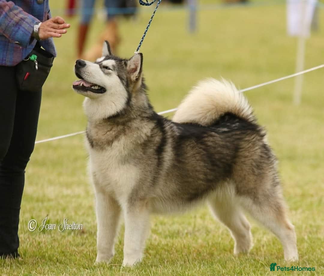 Alaskan Malamute dogs for sale: 2 Year Old Kc Alaskan Malamute Bitch - Advert 2
