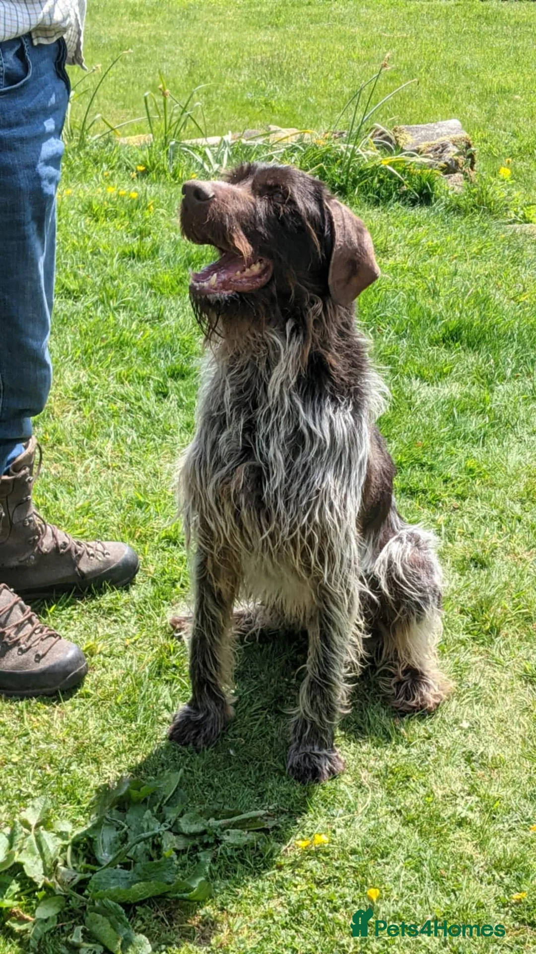 Mixed Breed dogs for sale: German pointers  - Advert 11