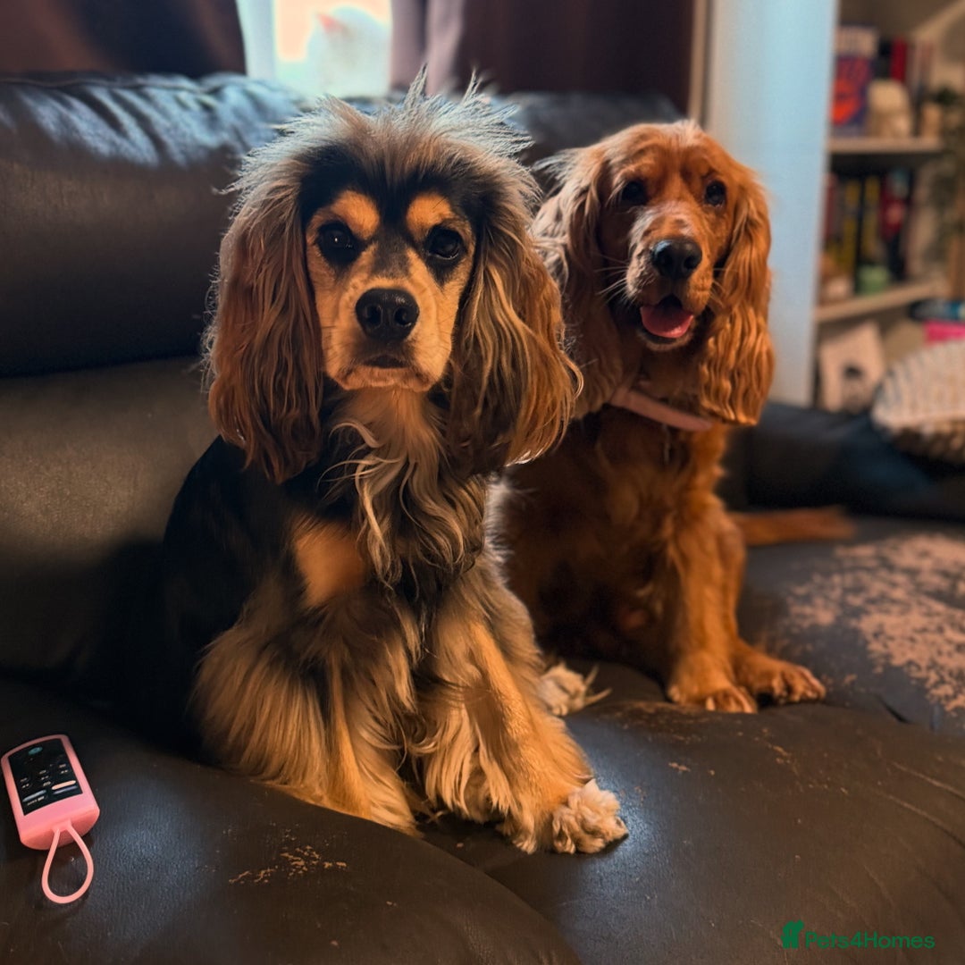 Cocker Spaniel dogs for sale: Gorgeously adorable Show Cocker Spaniels - Image 11