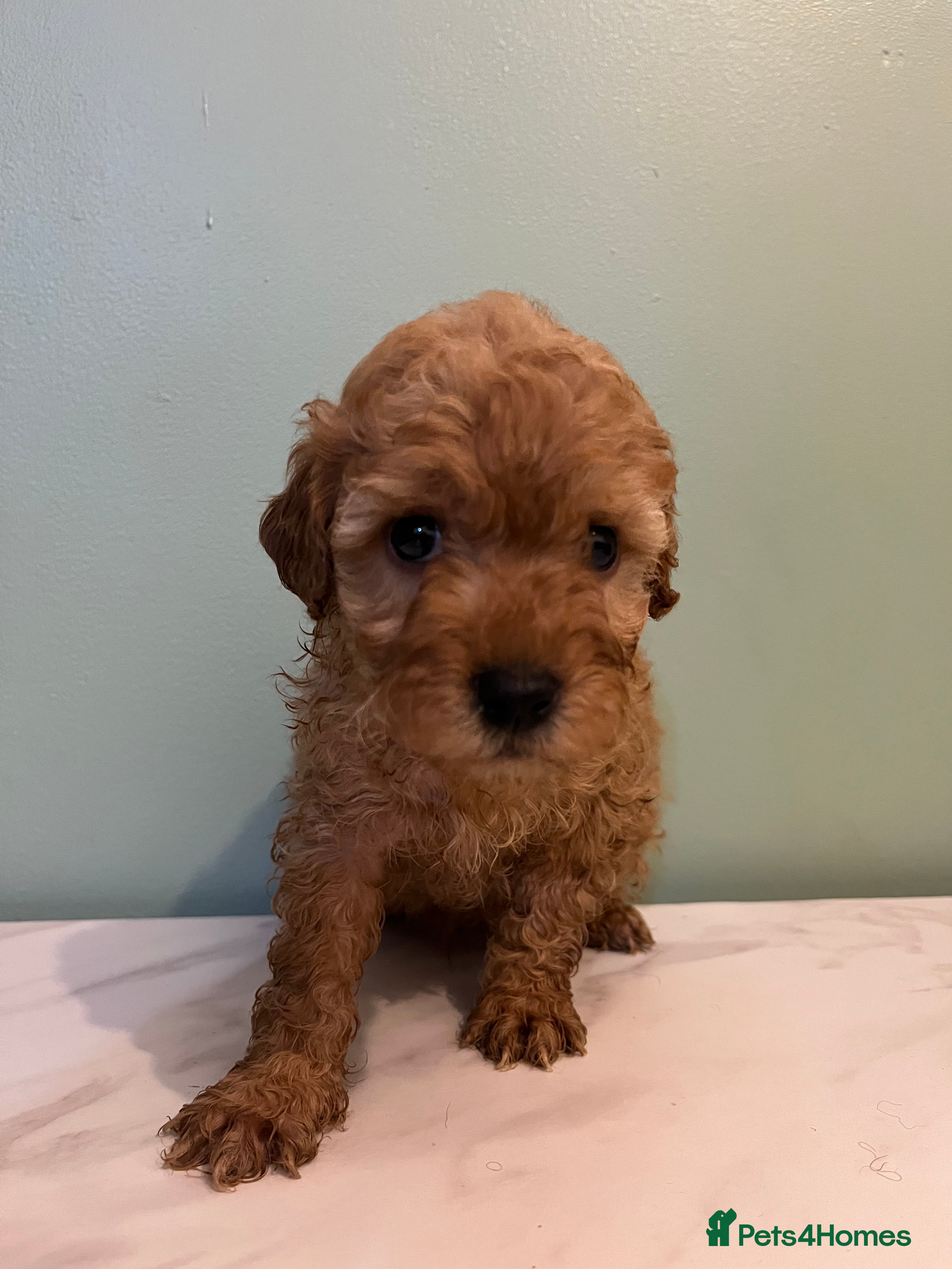 Miniature Poodle dogs Miniature poodle puppies  - Advert 1