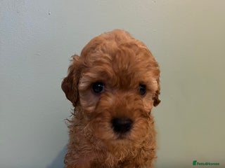 Miniature Poodle dogs Miniature poodle puppies - Advert 2