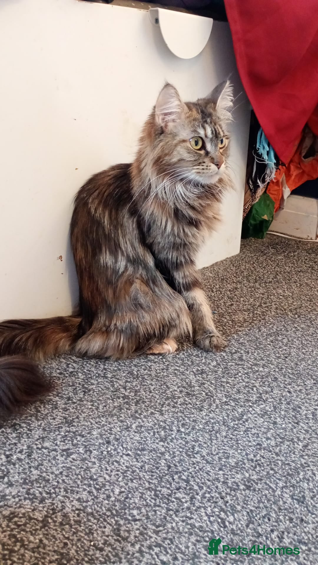 Maine Coon cats 5 Maine coon X kittens for sale  - Advert 1