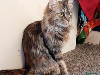 Maine Coon cats 5 Maine coon X kittens for sale - Advert 2