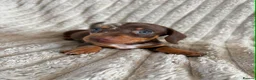 Miniature Dachshund dogs for sale: KC MINIATURE DACHSHUND PUPPIES  - Advert 5