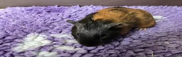 Guinea Pig rodents for sale: Baby Boy Guinea Pigs in Bristol - Advert 4