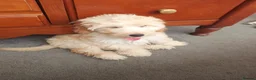 Cockapoo dogs for sale: Beautiful 2nd Generation Male Cockapoo Puppy - Advert 5
