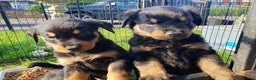Rottweiler dogs for sale: Loving Rottweiler Puppies for Forever Homes - Advert 12