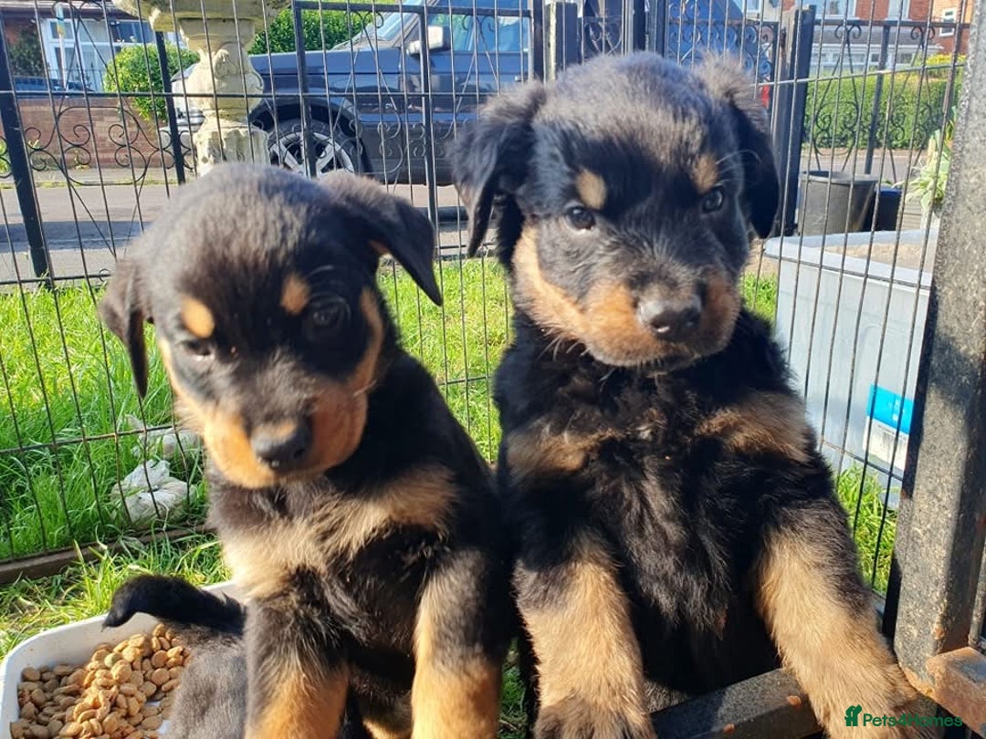 Rottweiler dogs for sale: Loving Rottweiler Puppies for Forever Homes - Advert 12