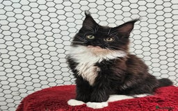 Maine Coon cats for sale: Pure breed Maine Coons Kittens  - Image 13