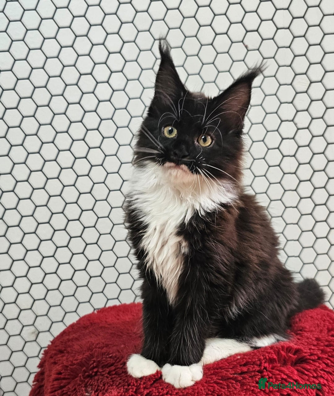 Maine Coon cats for sale: Pure breed Maine Coons Kittens  - Image 13