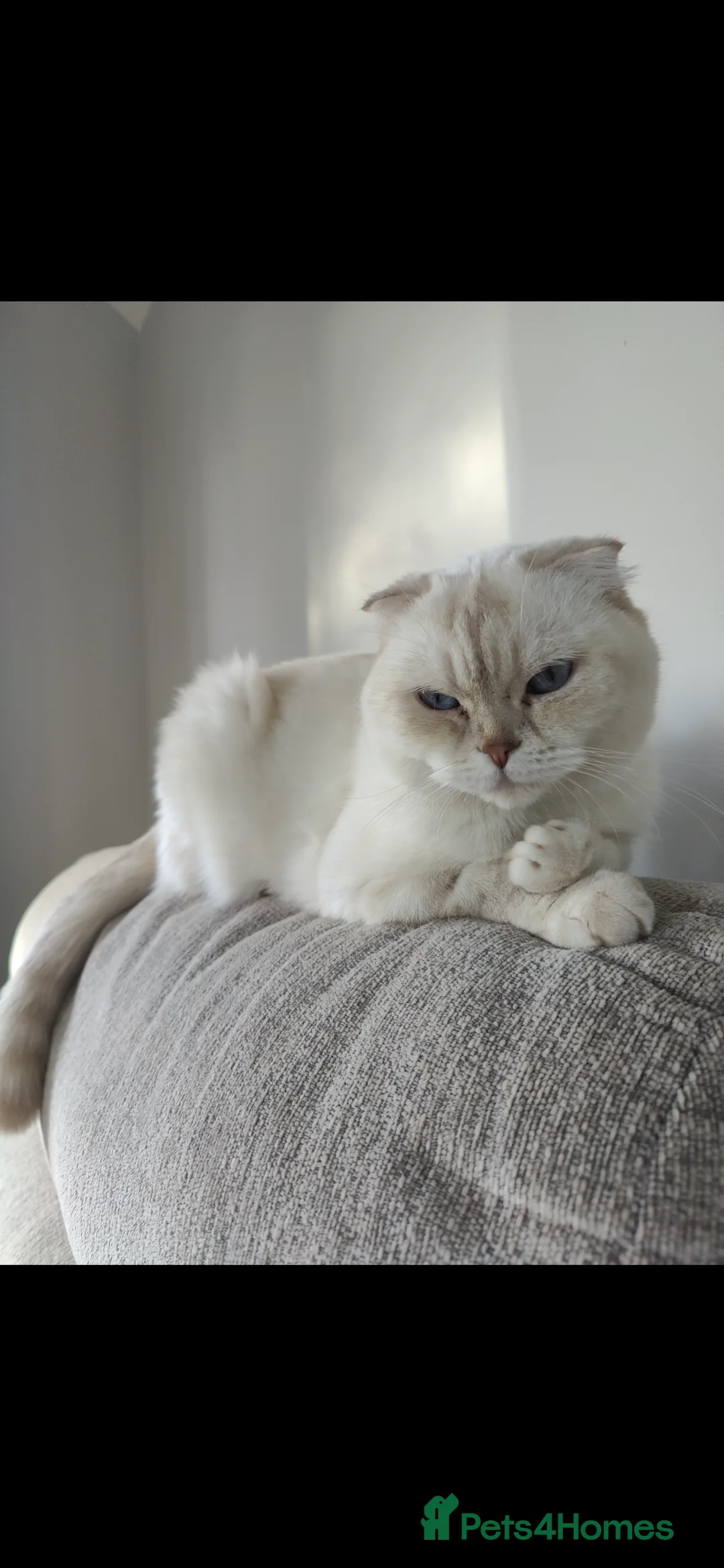 Scottish Fold cats for sale: Scottish Fold Bella  - Advert 2