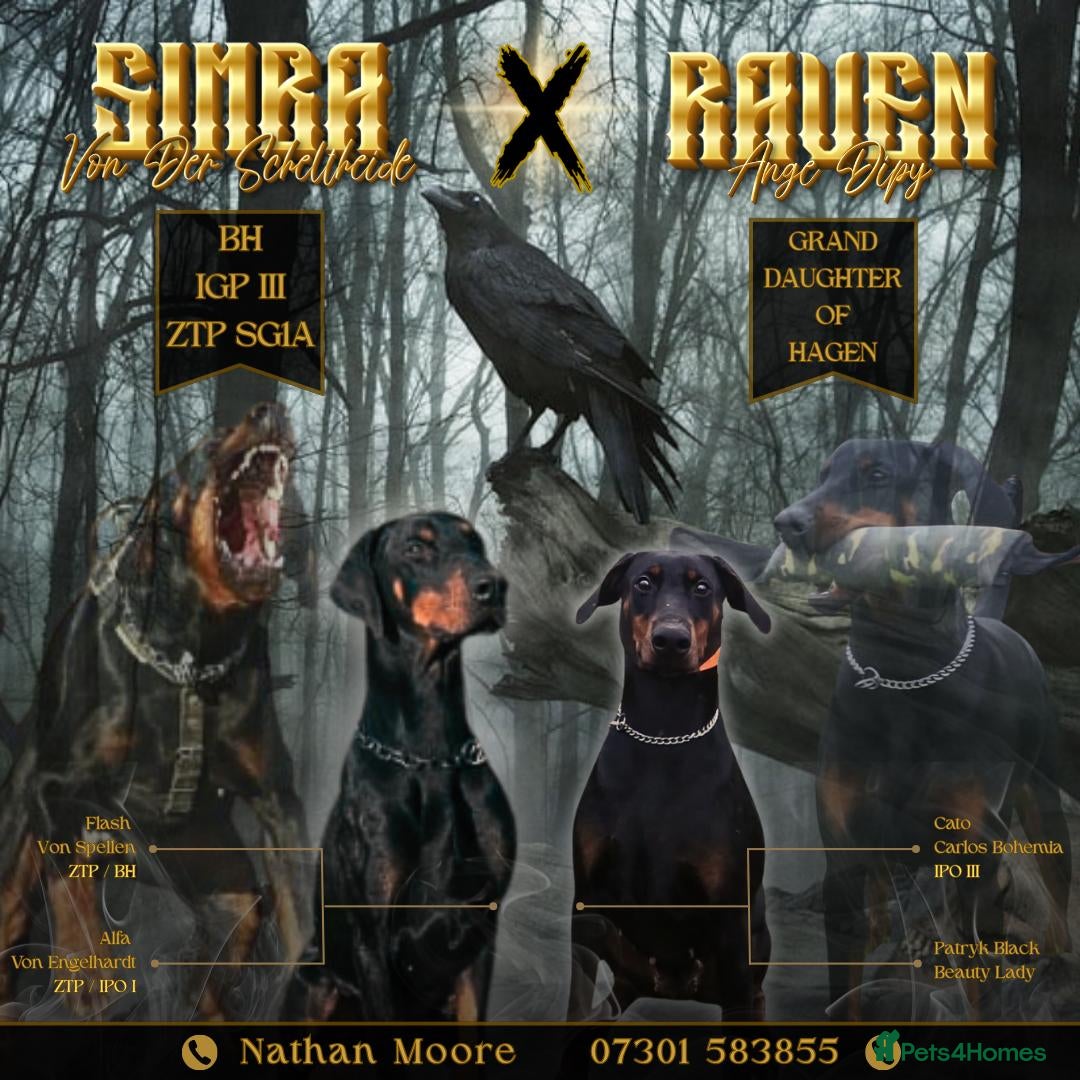 Dobermann dogs for sale: KC REG MALE DOBERMAN PUP FOR SALE  - Advert 1