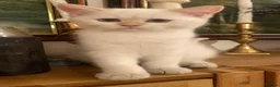 British Longhair cats for sale: British longhair  - Advert 23