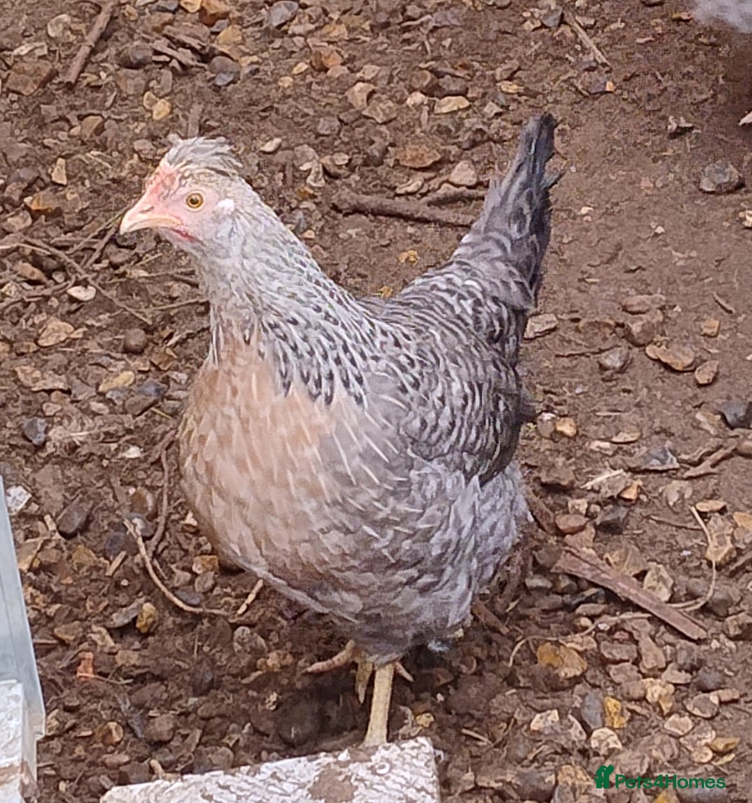 Chickens poultry for sale: Cream Legbar Cock & 2 hens Rare Blue Eggs Norfolk - Advert 2