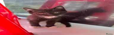 Mixed Breed Kitten 5