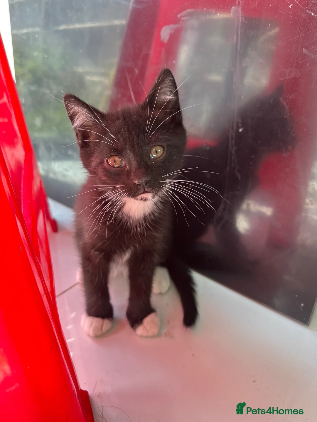 Mixed Breed cats for sale: Mixed British Shorthair Kittens in Feltham - Advert 2