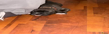 Mixed Breed 1