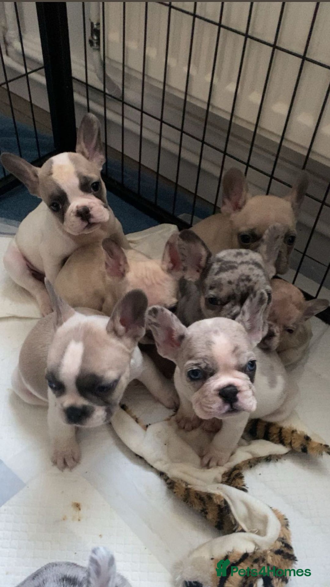French Bulldog dogs for sale: 8 adorable frenchie pups  - Advert 5