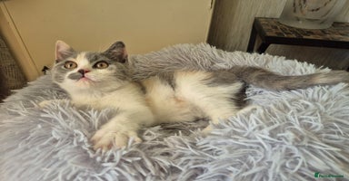 British Shorthair cats - Advert 2