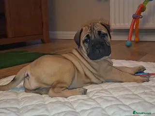 Bullmastiff dogs Exceptional litter of bullmastiffs - Advert 6