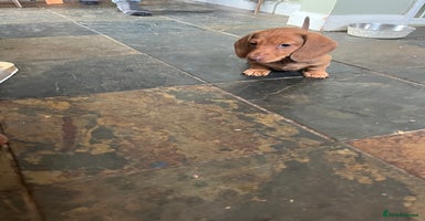 Dachshund dogs - Advert 11
