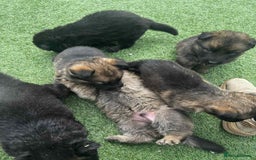 German Shepherd dogs for sale: Beautiful puppies looking for there new homes.  - Image 4