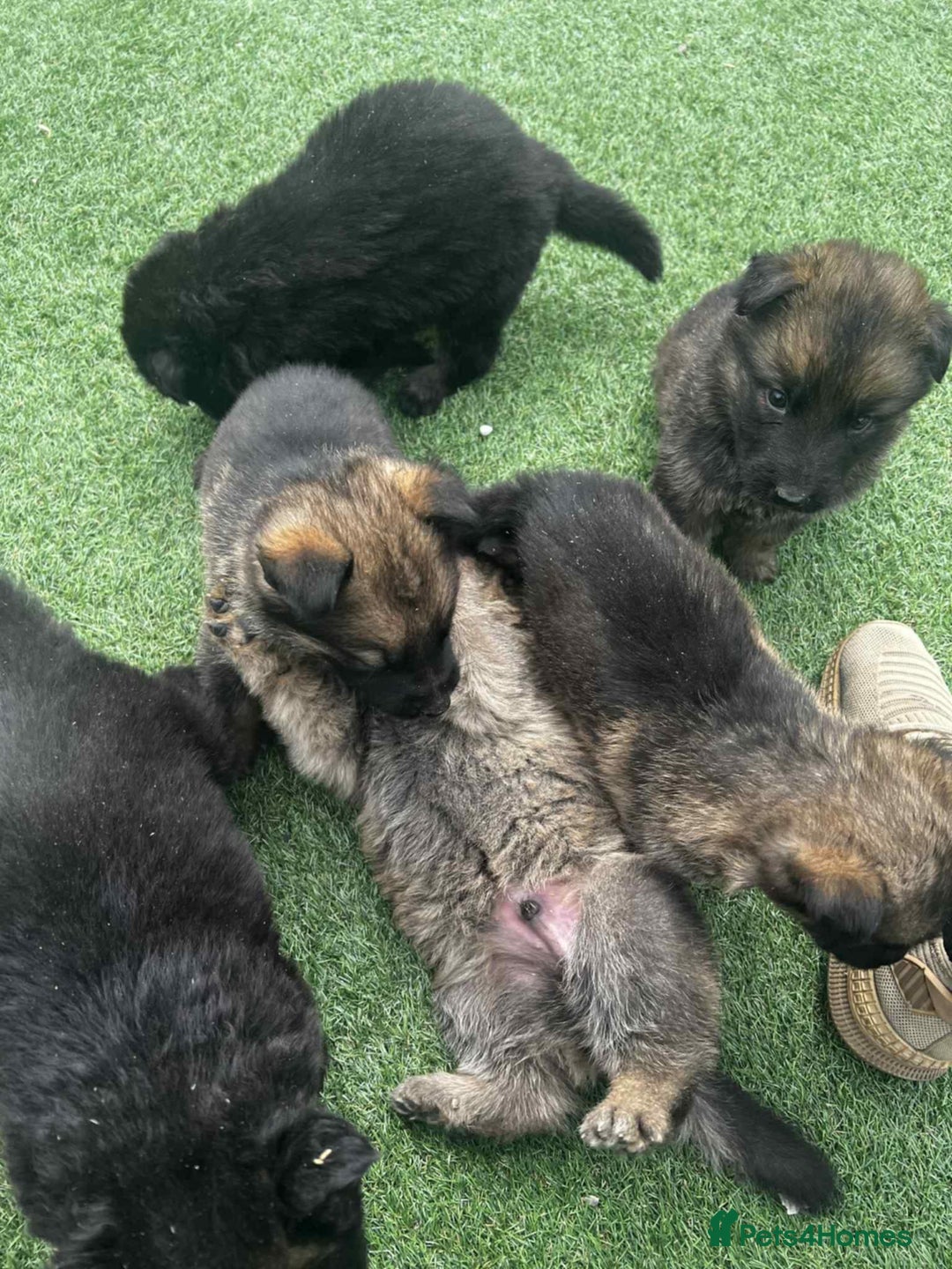 German Shepherd dogs for sale: Beautiful puppies looking for there new homes.  - Image 4