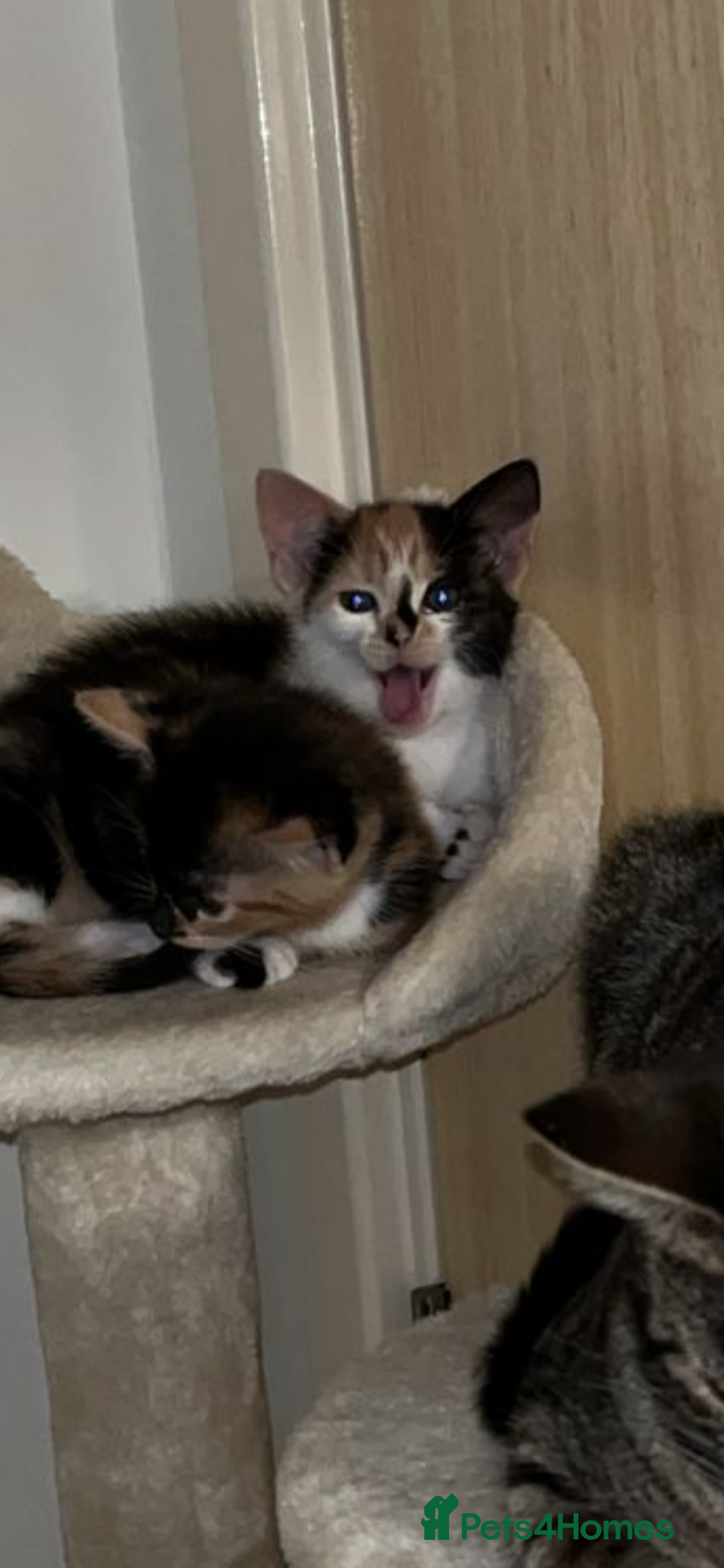 Mixed Breed cats for sale: 4 beautiful kittens looking for new homes  - Advert 5