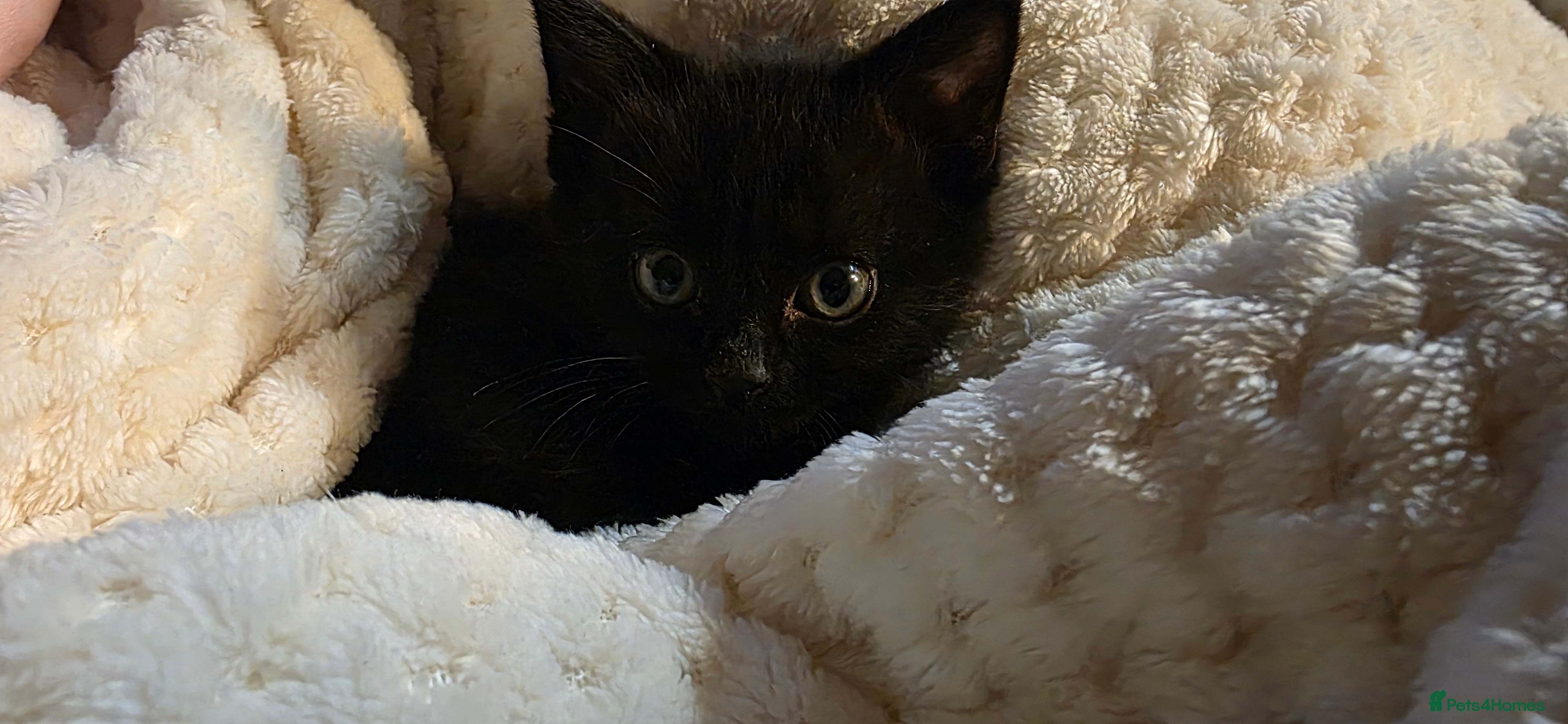 Mixed Breed cats Kittens £30 - Advert 1