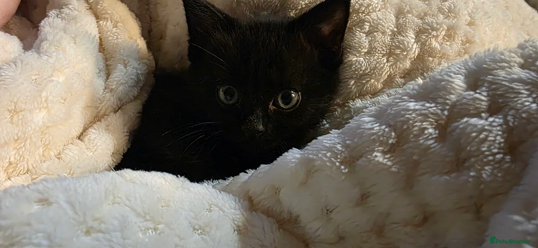 Mixed Breed cats for sale: Kittens £30 - Advert 1