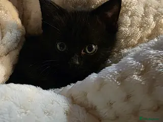 Mixed Breed cats Kittens £30 - Advert 1