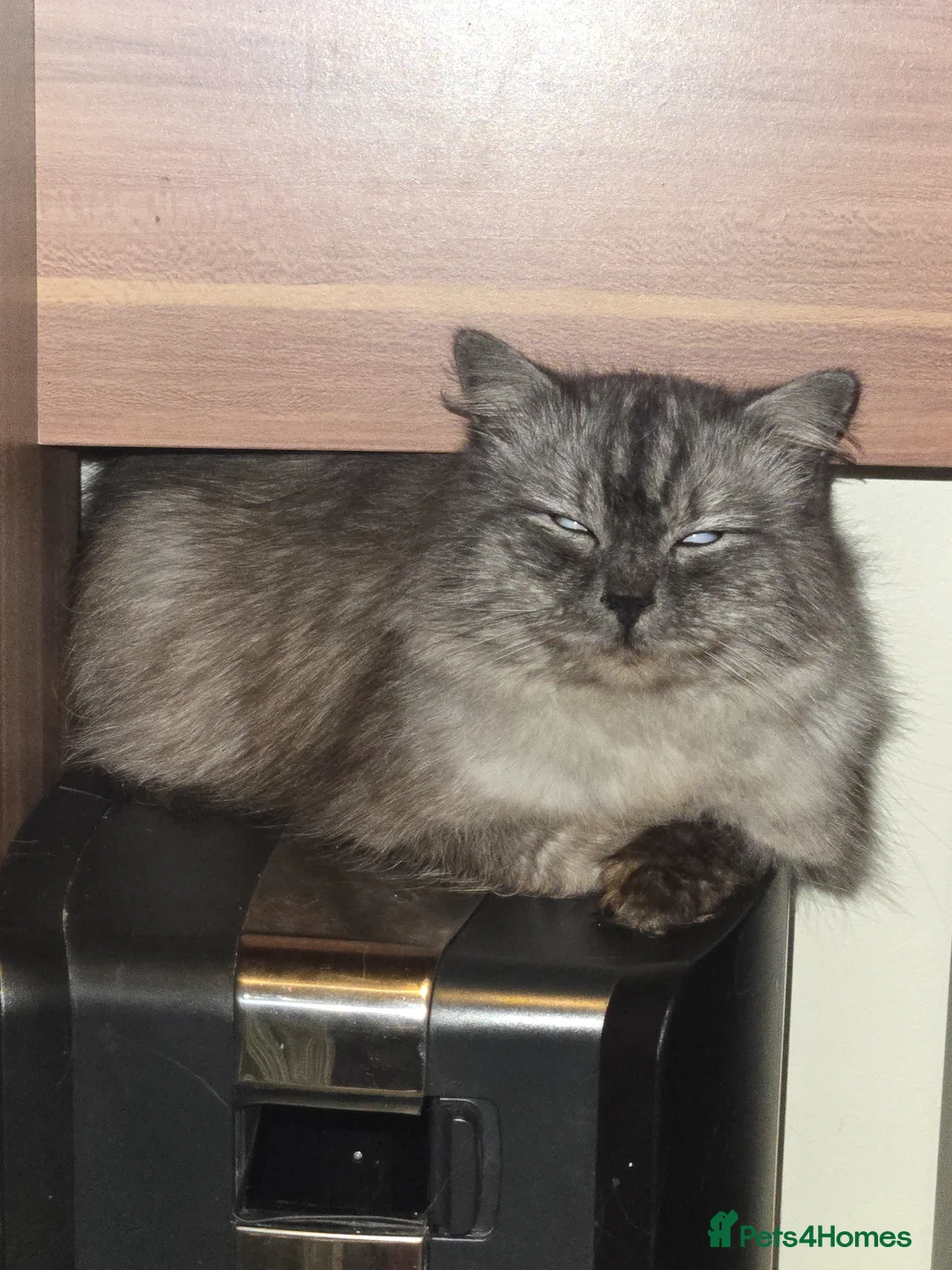 Persian cats for sale: Grey kitten only - Advert 1