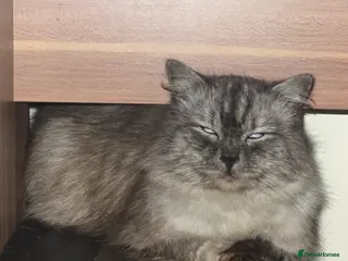 Persian cats Grey kitten only - Advert 8