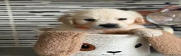 Golden Retriever dogs for sale: KC registered cream/ white fully health tested  - Advert 3