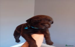 Mixed Breed dogs for sale: Gorgeous rottweiler cross puppies  - Image 32