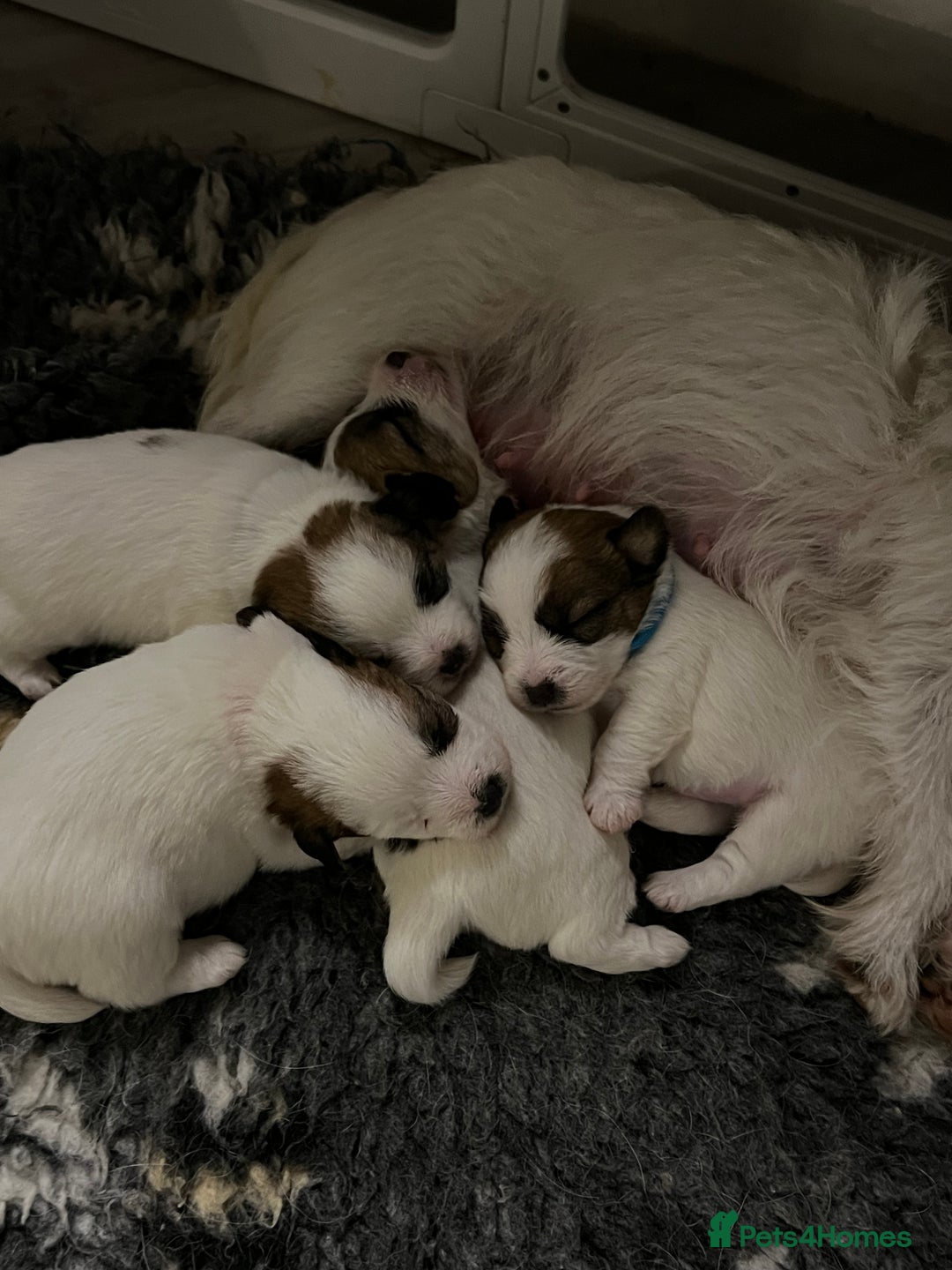 Jack Russell dogs for sale: KC registered  rough coated Jack Russell pups - Advert 8