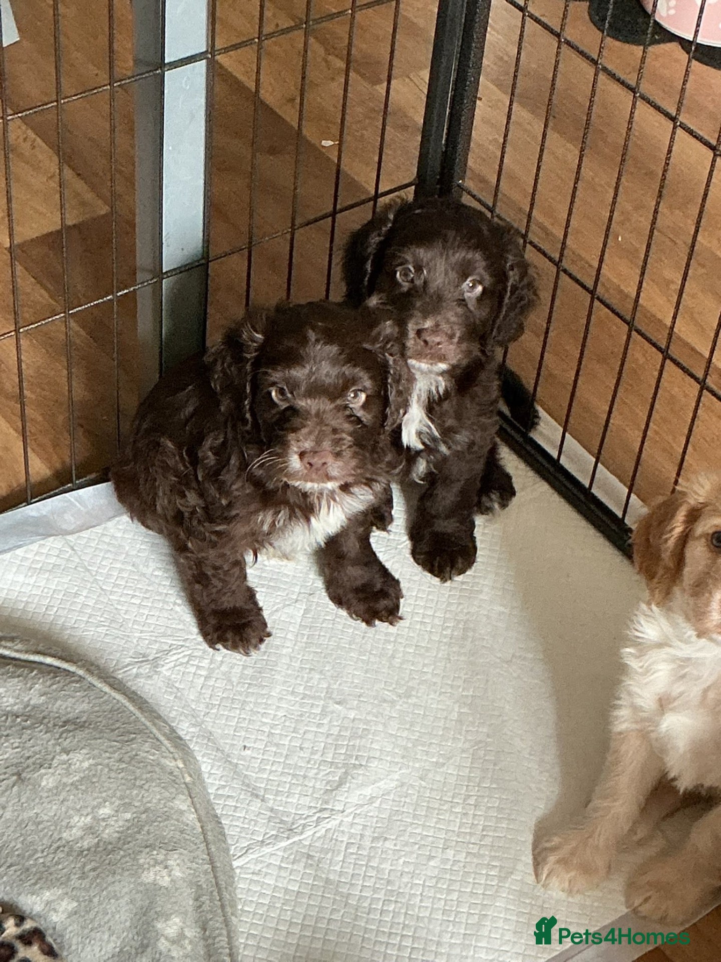 Cockapoo dogs MALE COCKAPOOS FOR SALE  - Advert 21