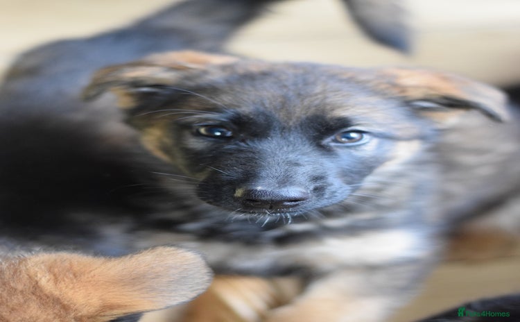 German Shepherd dogs - Advert 5