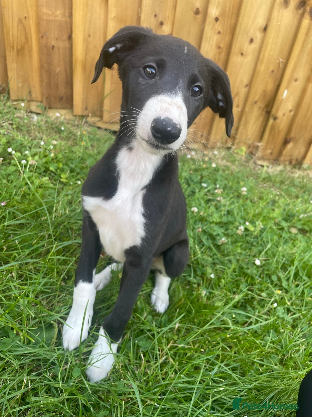 Lurcher dogs for sale: COLLIE WHIPPET X SALUKI GREYHOUND - Image 2