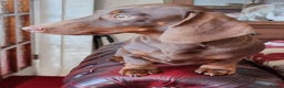 Miniature Dachshund dogs for stud: Silver dapple, Chocolate & Lilac KC Dachshund stud in Wolverhampton - Advert 3