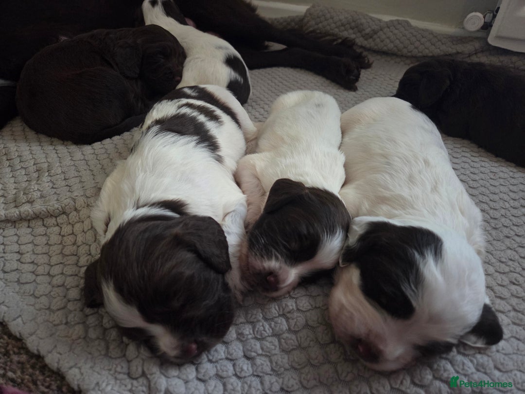 Sprocker dogs for sale: Sprocker puppies for sale - Advert 3