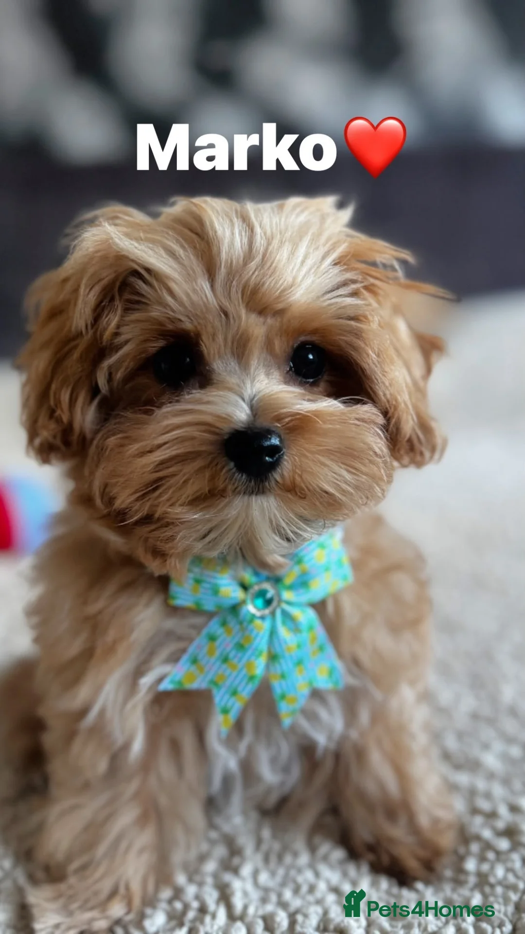 Maltipoo dogs for sale: Exceptional F1 Asian Maltipoo puppies - Advert 2