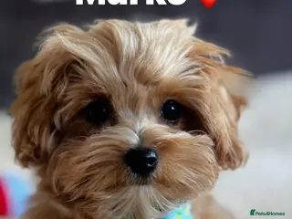 Maltipoo dogs Exceptional F1 Asian Maltipoo puppies - Advert 8